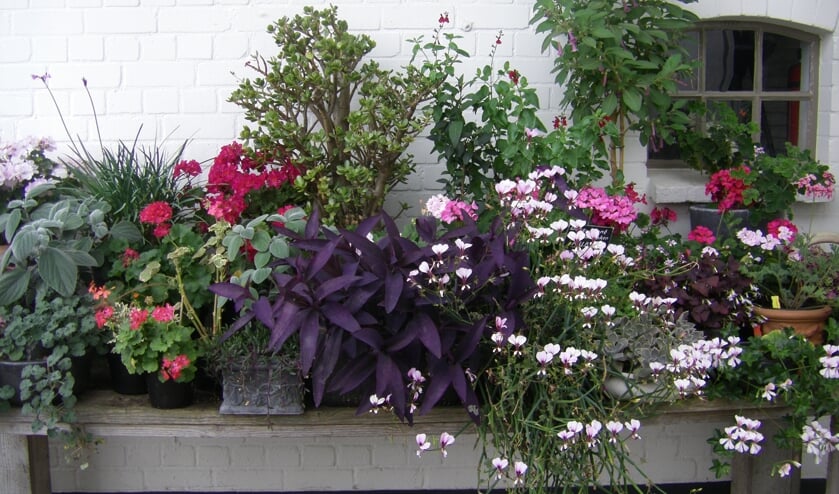 Tuinliefhebbers kunnen in Den Hoorn op ontdekkingstocht gaan.
