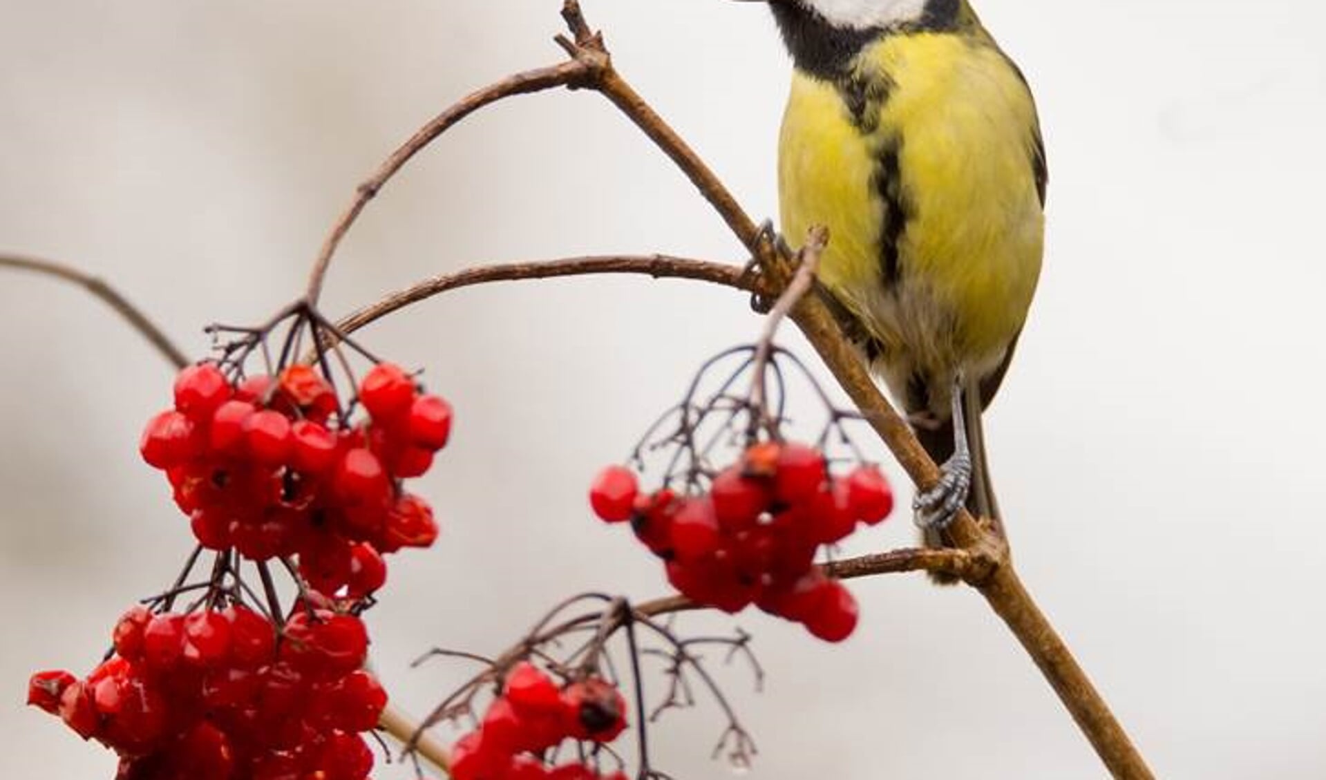 Welke vogels weet u in uw tuin te spotten? (Foto: Hans Peeters)