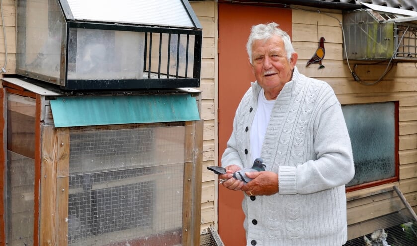 Peter Steijger en een van zijn geliefde duiven (Foto: Koos Bommelé)