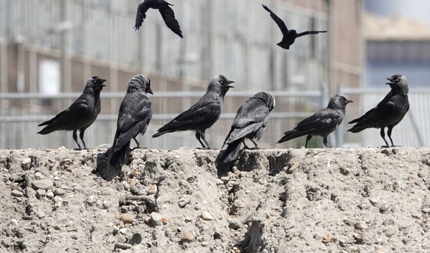 Kraaien en kauwtjes in Voorhof, met op de achtergrond loodsen aan de Schieweg (Tekst + foto: Willem de Bie)