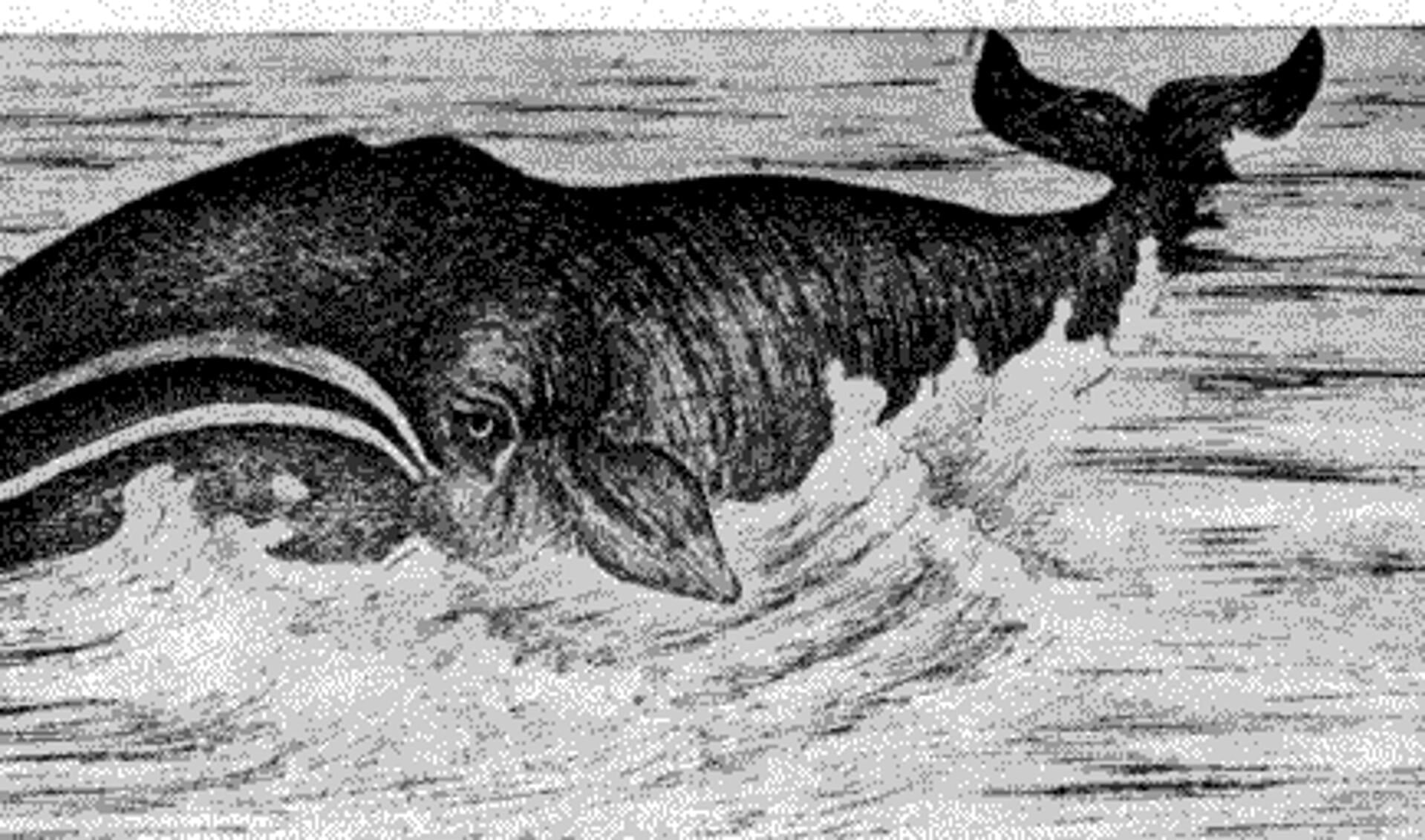 Groenlandse walvis