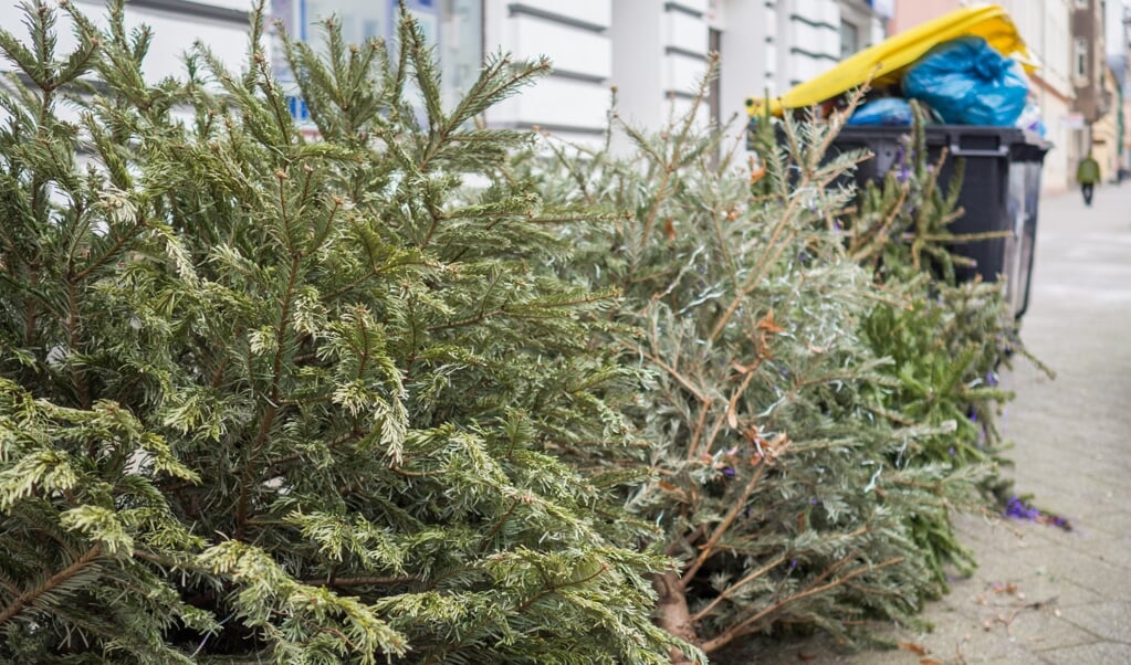 Kerstboom weggooien, wegbrengen of laten ophalen? Dat verschilt per gemeente
