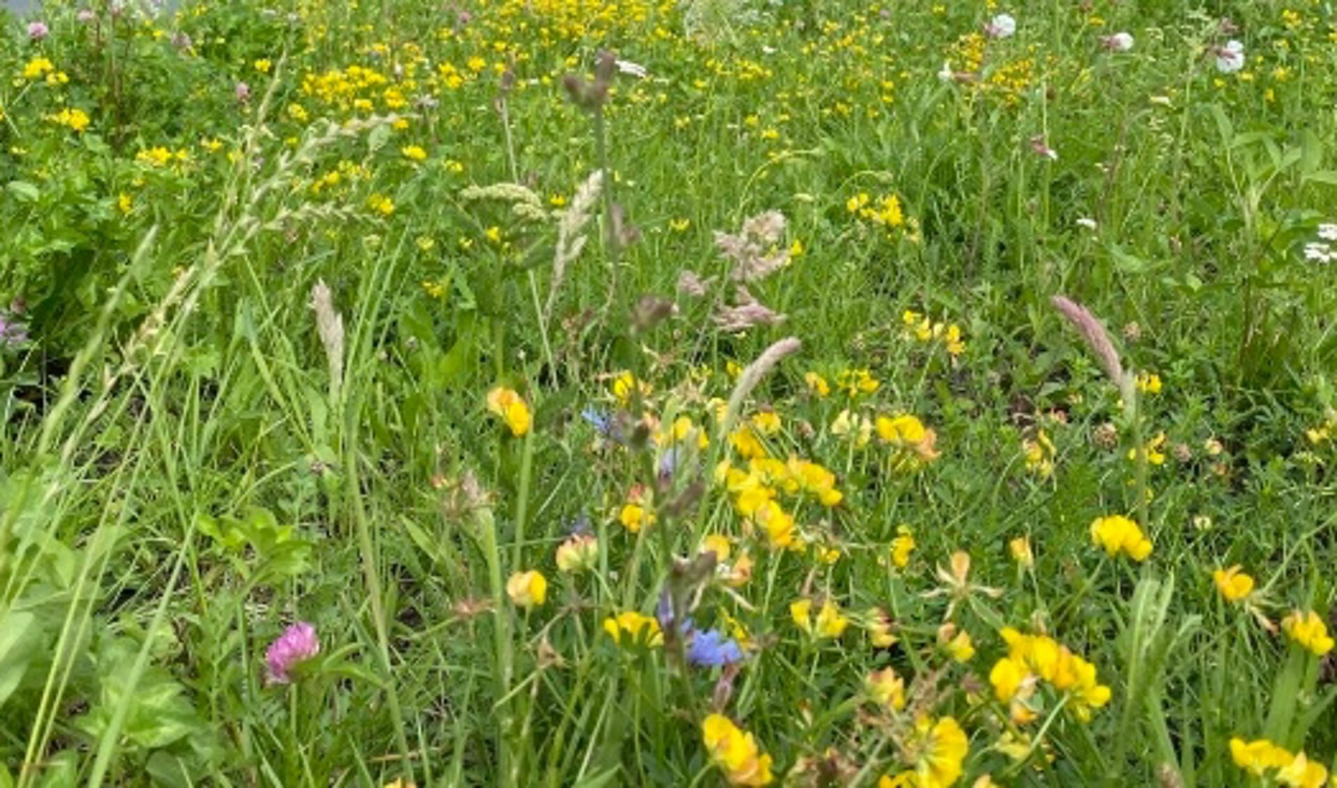 Bepaalde plekken worden vaak pas in juli gemaaid 