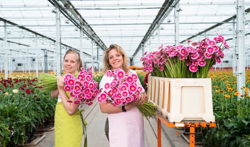 <p>Kom je eigen unieke boeket plukken in de kas! </p>