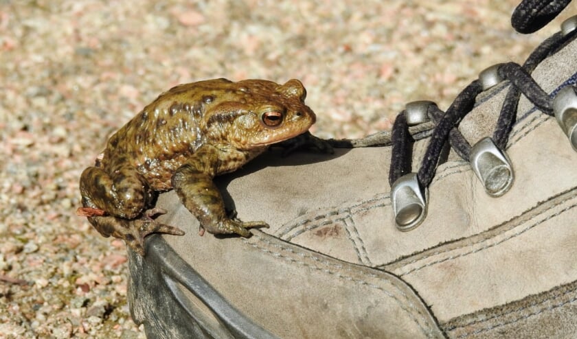 <p>Het gaat slecht met de pad </p>
