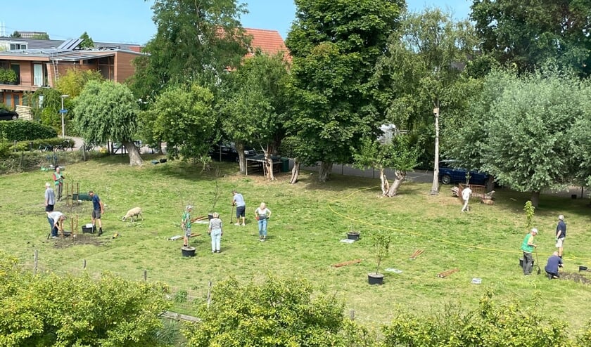 Het schapenweitje