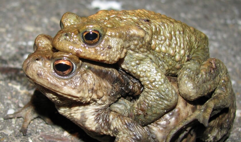 <p>Foto: Natuurlijk Delfland</p>