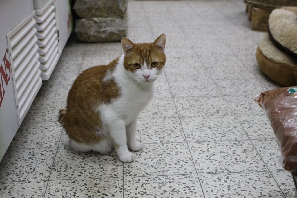 Kees de Kat komt regelmatig de bezoekers van de winkel begroeten. "Hij is de echte baas hier." (Foto: EvE)  