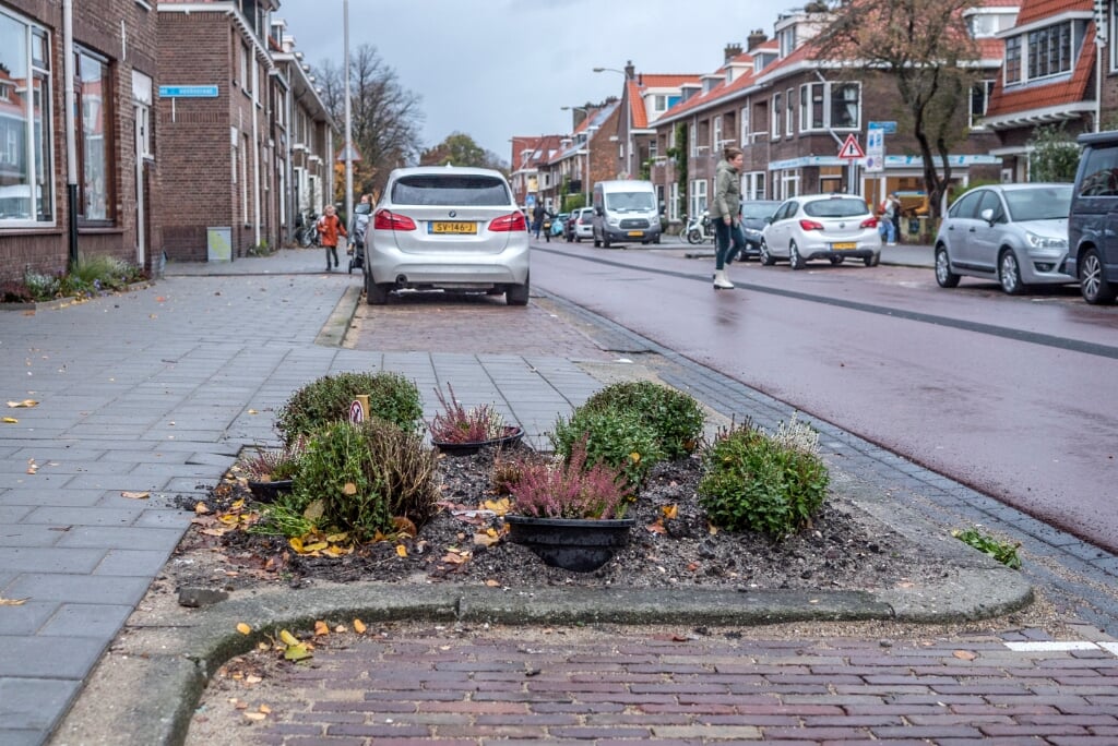 Bij het vervangen van riool zijn grote bomen in Adriaan Pauwstraat verwijderd. Groen is dus verloren gegaan. Maar er komen nieuwe en meer bomen terug waardoor de wijk groener wordt. (Foto: Fred Leeflang) 