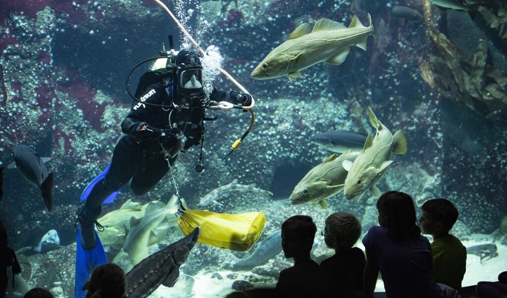 Das Multimar Wattforum ist seit Jahren ein Besuchermagnet in Schleswig-Holstein und zeigt das Leben der Bewohner im Wattenmeer.
(Tim Riediger / nordpool)
