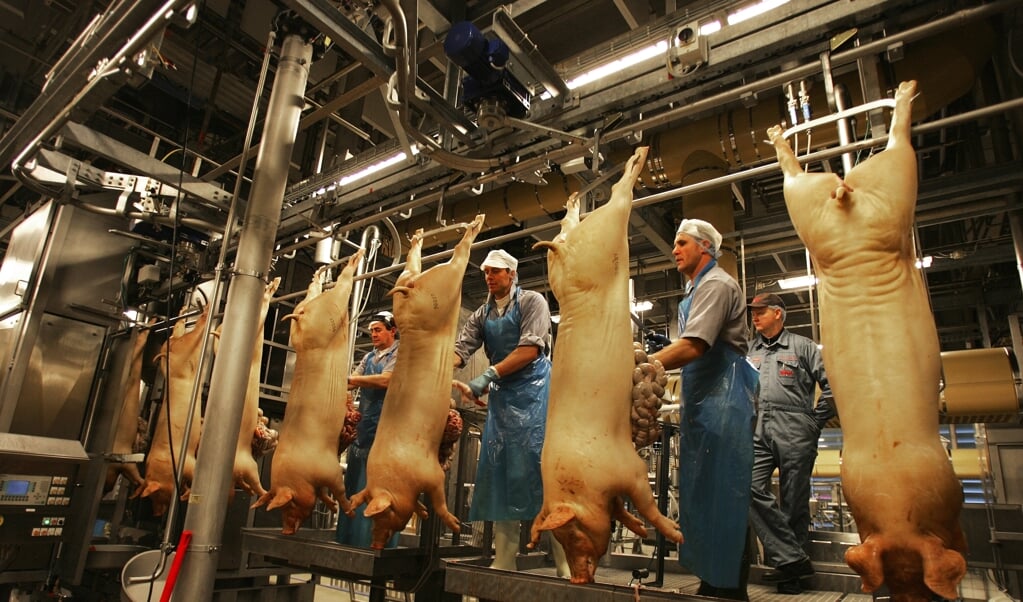 Griseglade asiater betyder nu 375 nye job hos Danish Crown, der skal bruge flere folk til at slagte og pakke grisekød til et voksende asiatisk marked. (Arkivfoto) (Henning Bagger/Ritzau Scanpix)