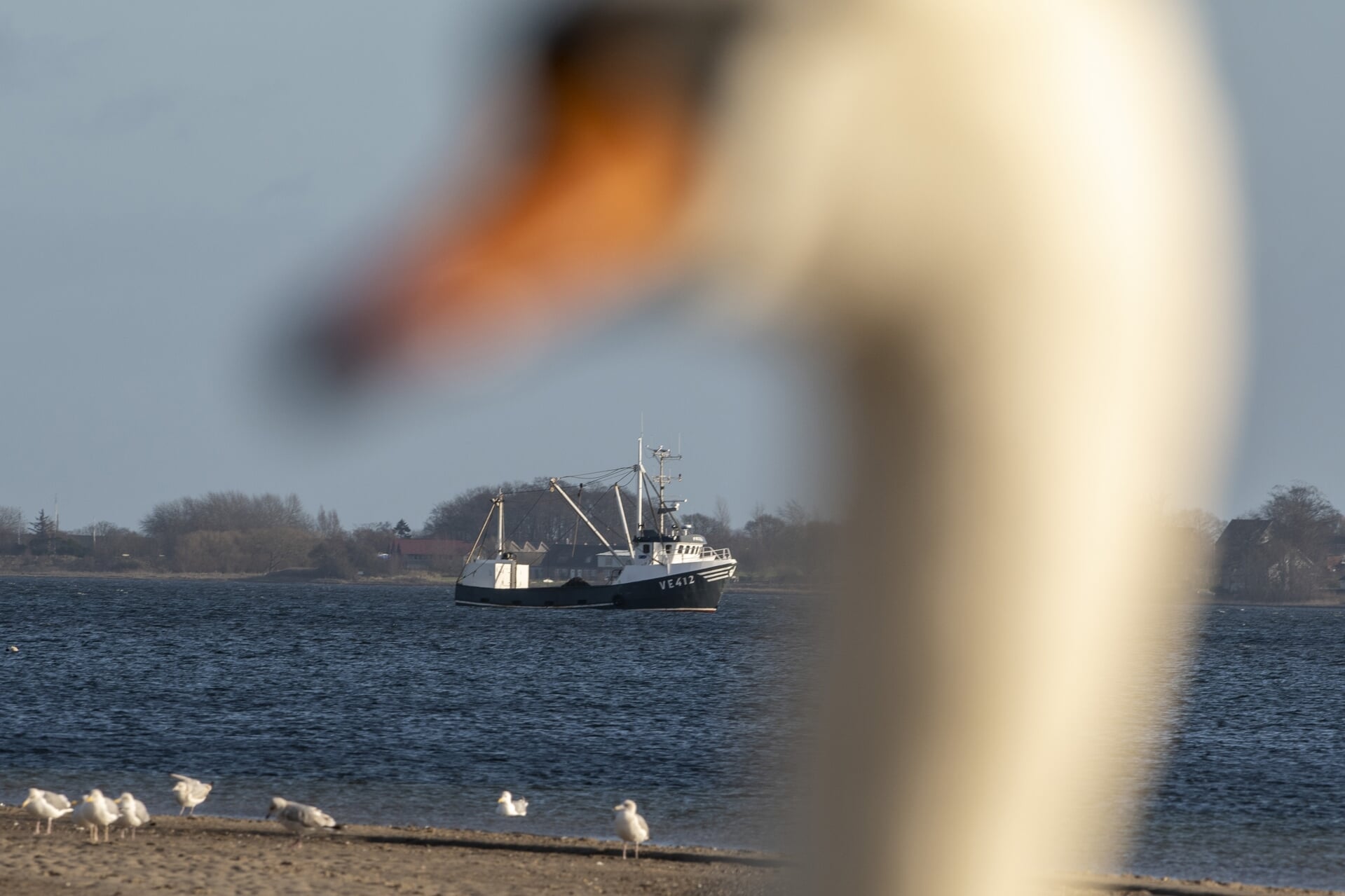 Region Sønderjylland-Schleswig vil samle kommuner og andre aktører fra begge sider af grænsefjorden for at redde havmiljøet. Arkivfoto