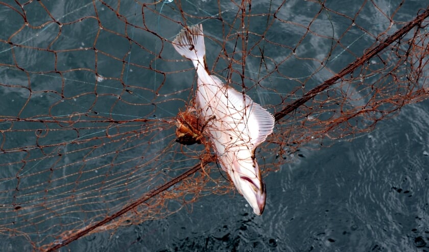 Der Fang von Dorsch und Hering in der westlichen Ostsee wird im kommenden Jahr kaum noch möglich sein wird. Die höheren Fangquoten für Plattfische wie Scholle könnten das nicht ausgleichen. Foto: