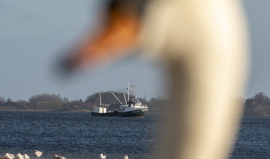 - Uden at kende Flensborg Fjord i detaljer, er jeg ret sikker på, at det er ikke muslingefiskeriet, der er den drivende årsag til, at Flensborg Fjord har det dårligt, siger Pernille Nielsen, seniorforsker ved Danmarks Tekniske Universitet. (Fla)
