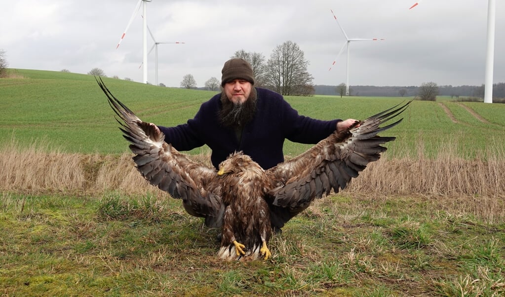 Formand Frank Dreves med en af de to dræbte havørne fra i år. Ørnen blev dræbt af en vindmølle ved Holtsee i Rendsborg-Egernførde Amt. Seeadlerschutz Schlei ( Seeadlerschutz Schlei e.V. )