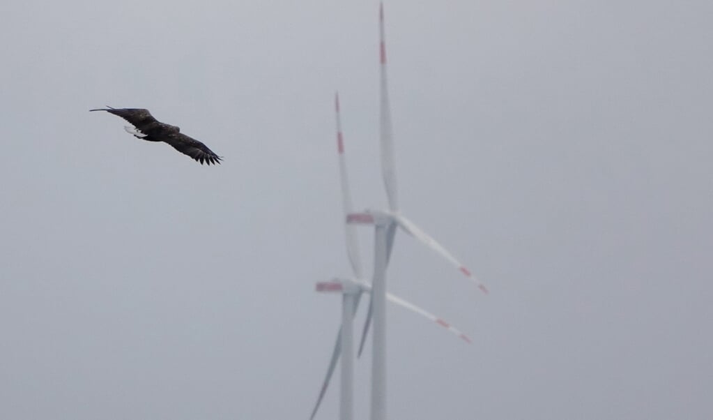 Havørnen er totaltfredet i Slesvig-Holsten. Vindmøllerparker kan kun godkendes der, hvor ørnen indenfor seks kilometer fra reden jævnligt vil bevæge sig hen over det udpegede område. De mange penge, der er på spil motiverer til at fuske med de forudgående fugleobservationer, mener naturvenner. Frank Dreves (Frank Dreves )