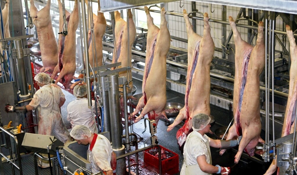 Der Kreistag Nordfriesland sieht mehrheitlich noch Verbesserungsbedarf bei der Reform des Arbeitsschutzkontrollgesetzes. Dieses gilt nicht nur für die in die Kritik geratenen Schlachtbetriebe, sondern für alle Branchen. Archivfoto: (Bernd Thissen, dpa)