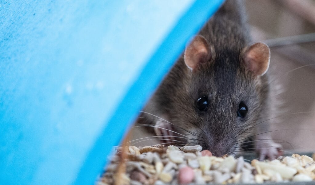 Die Stadt Schleswig hat nun eine die Aufklärungskampagne »Füttere keine Ratten« gestartet. Archivfoto: (dpa)