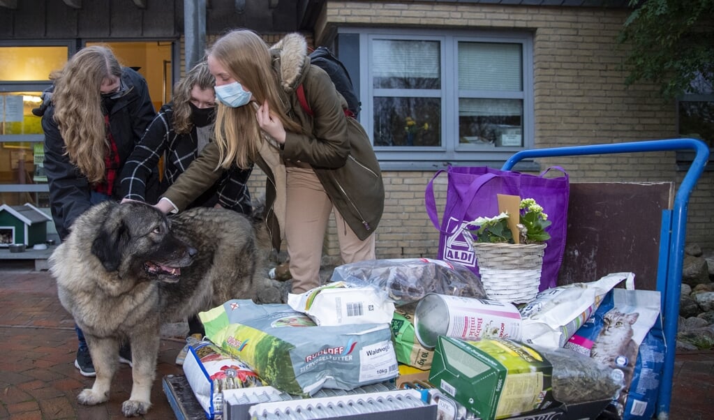 Lisa Jansen, Johanna Waltereit og Michelle Bischof (fra venstre) købt ind til dyrene i Flensborgs dyrehjem. Hyrdehunden Dana er tydelig interesseret i posernes indhold. (Tim Riediger)