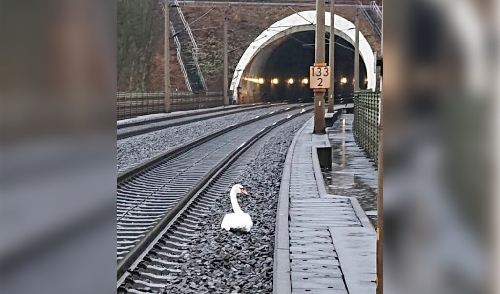 Over 20 tog blev forsinket, da en sørgende svane, der havde mistet sin mage, ikke ville flytte sig fra sporet på jernbanestrækning mellem Kassel og Gottingen i det centrale Tyskland, oplyser det lokale politi. (Free)