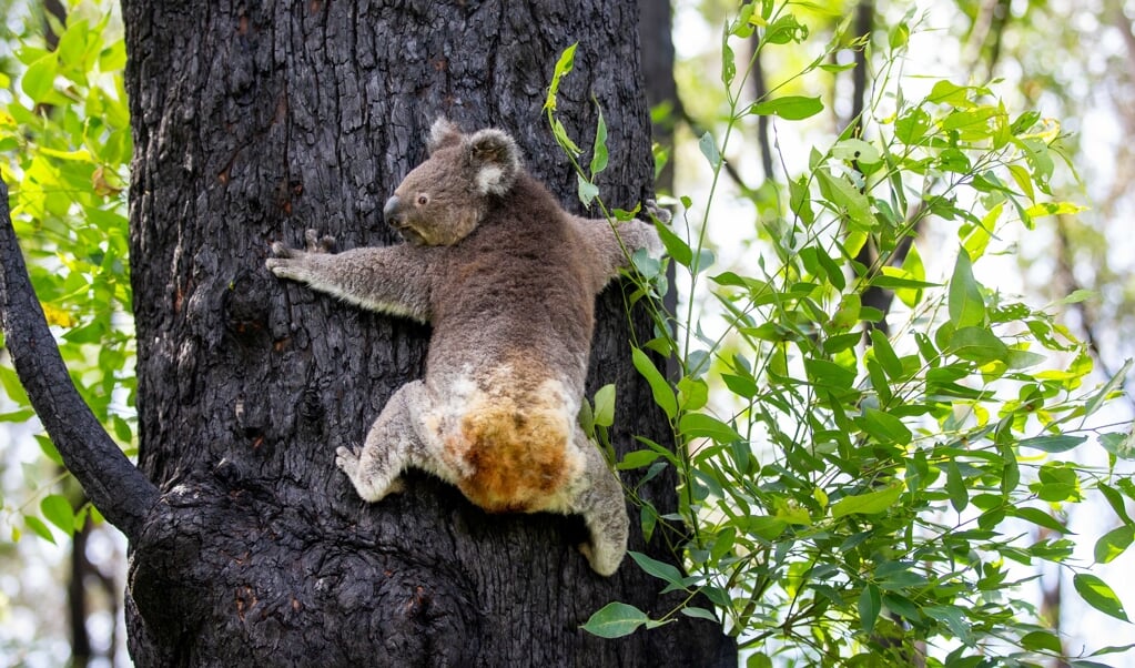 Koalaerne har det svært, og der bliver hurtigt færre af dem.   (dpa)