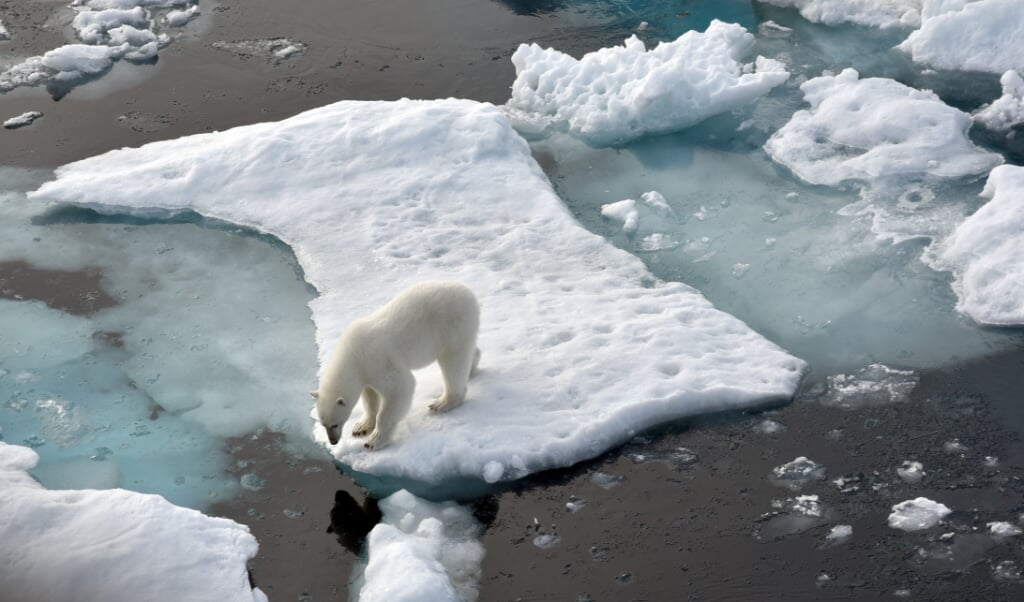 <p>Den nyere tids klimaforskning har sat forskerne i stand til meget mere præcist at pege på de klimamæssige udsving, som for eksempel giver isbjørnene svære levevilkår. </p> ( Ulf Mauder, dpa)