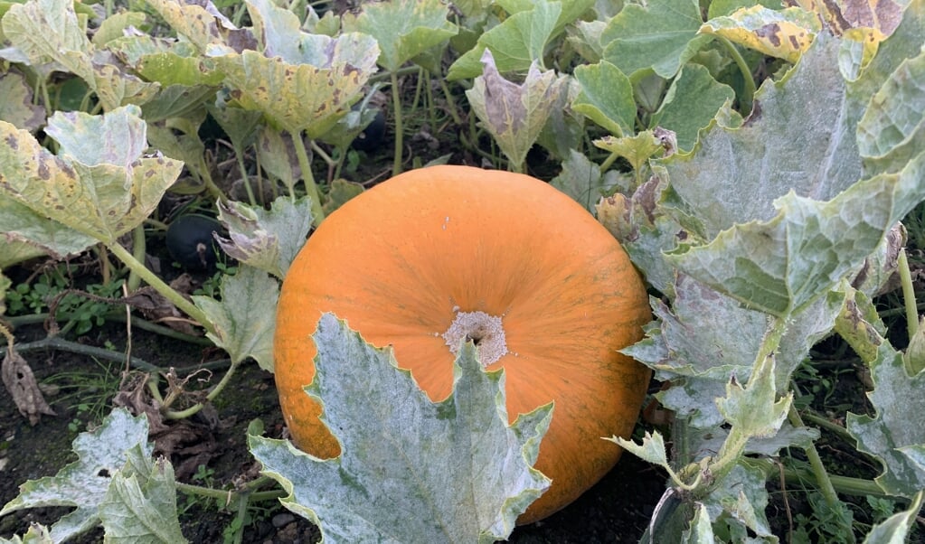<p>Efteråret er fyldt med farver, og på jorden ligger orange græskar klar til at blive høstet. Dette foto er taget i den nyåbnede Kongelige Køkkenhave i Gråsten overfor Gråsten Slot. Den har været et tilløbsstykke. Haven lukkede den 30. september for i år, men åbner igen til foråret. Der er gratis entre. Køretid fra grænsen er 20 minutter.</p> ( Kirsten Elley)