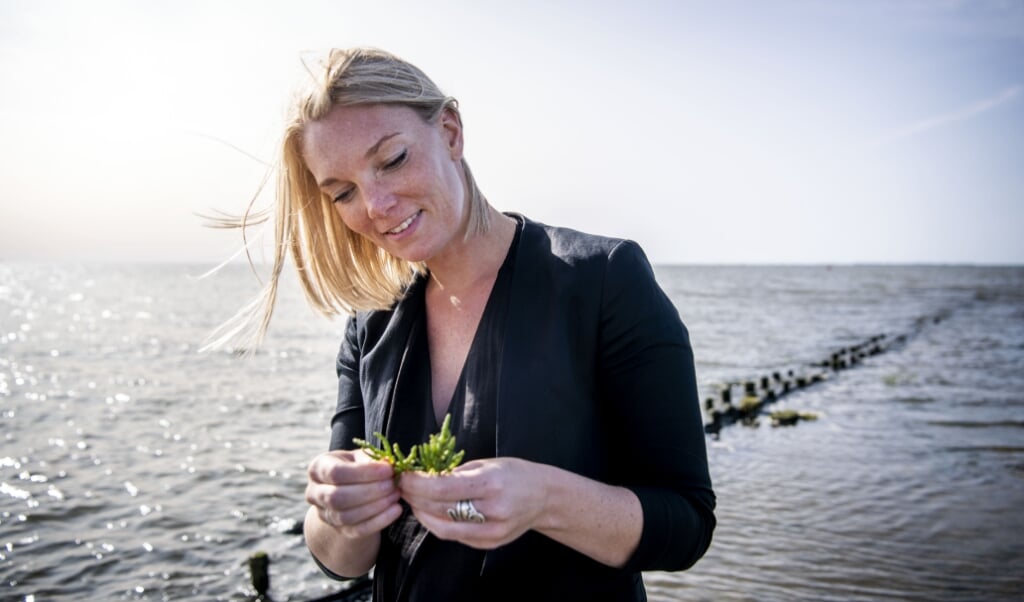 <p>Destinationsudvikler Julie Bjerre Hermansen sanker urter. Den salte vind, tidevandet, den næringsrige marskjord og vadehavet skaber grobund for en lang række særegne planter, som i generationer har givet smag og næring til Tønderegnens mad og måltider. </p> ( Ulrik Pedersen, Tøndermarsk Initiativet)