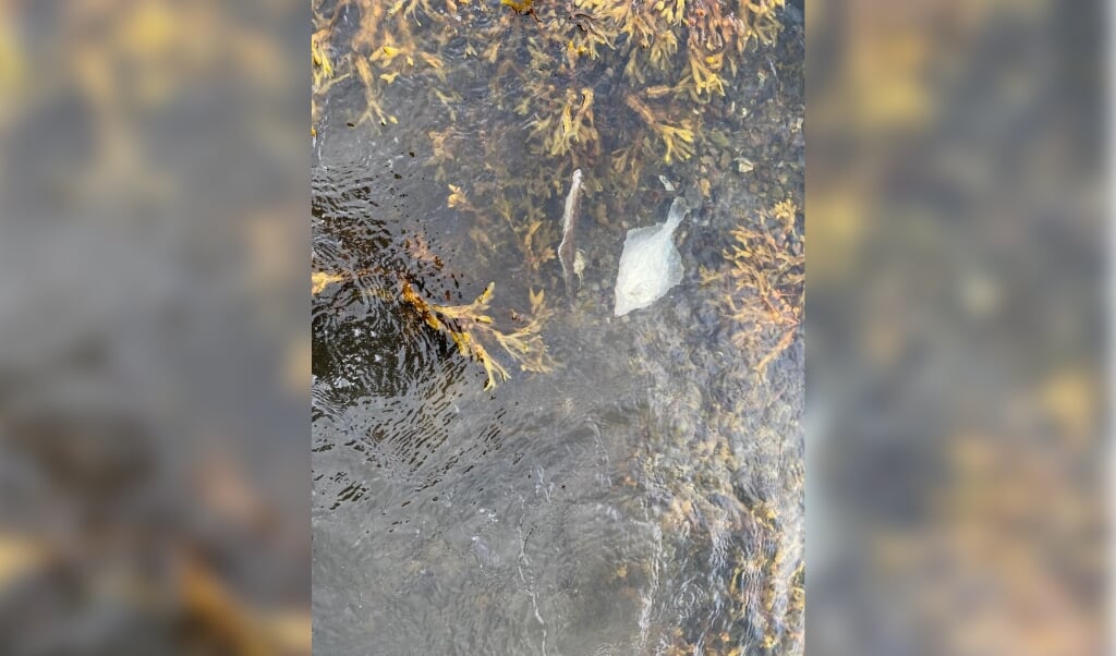Søndag eftermiddag blev der flere steder langs strandene i den indre del af Aabenraa Fjord set døde eller døende fladfisk. (Jysk-Fynske medier)