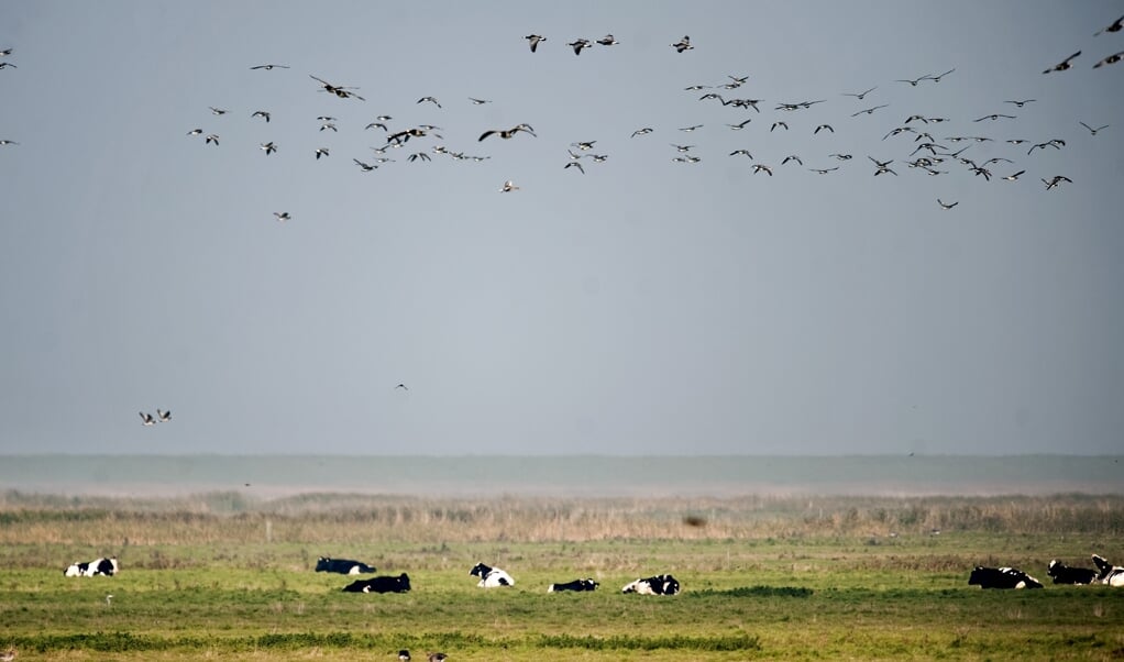 Vadehavet indgår i en symbiose med landområderne langs det. Samarbejdet mellem Danmark, Tyskland og Holland er i dag kronet af betegnelser som nationalpark og verdensarv. Men der skal stadig kæmpes for at sikre det sammenhængende økosystem gode forhold, fastslår leder af Det Fælles Vadehavssekretariat gennem 27 år, sønderjyden Jens Enemark. (Ritzau Scanpix)