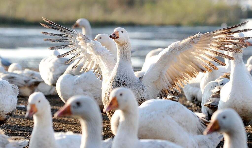Aufruhr auf der Gänsefarm in Markerup: Der Betriebs-Inhaber fürchtet, dass in direkter Nachbarschaft zu seinen Gänsekoppeln eine Windkraftanlage errichtet wird, die den tierischen Frieden auf dem Hof wohl beenden und die Existenz des Betriebs gefährden würde. Archivfoto: (Martina Metzger)