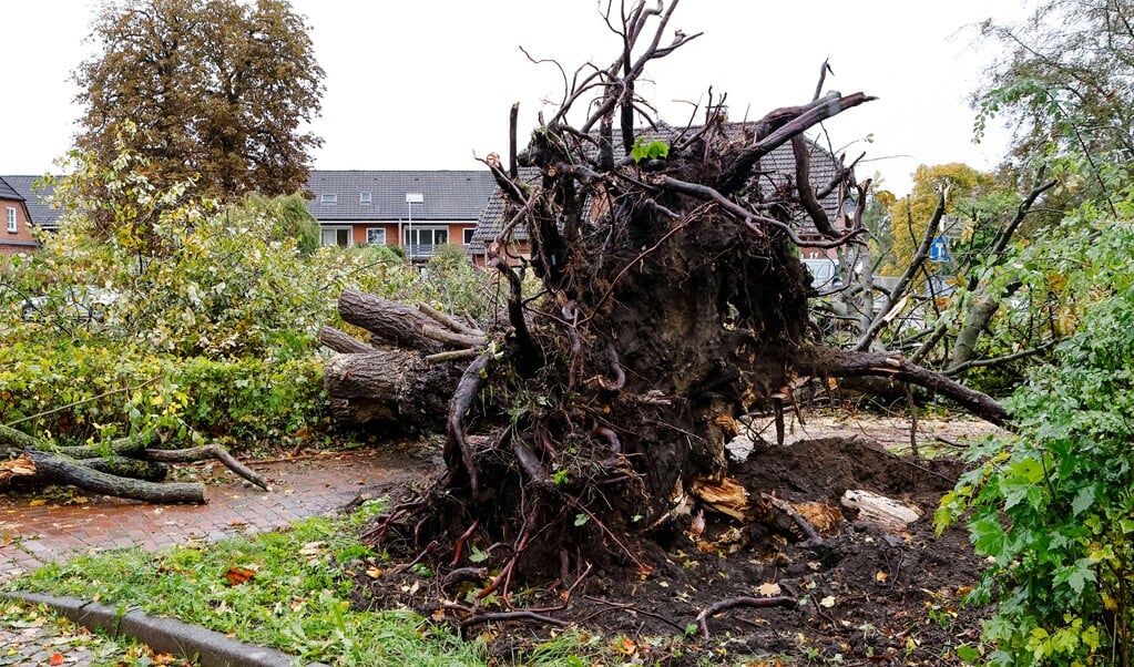 Ein entwurzelter Baum liegt auf einem Gehweg in Klausdorf, einem Stadtteil von Schwentinental bei Kiel. Ein Tief sorgte für heftige Sturmböen.    (Frank Molter/dpa)