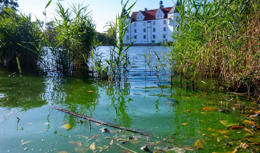 Slotssøen er grøn og ildelugtende. Foto: 