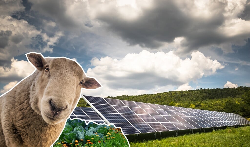Lassen sich Freiflächen, in denen Solarparks errichtet werden, auch landwirtschaftlich nutzen? Gemüse-Anbau oder extensive Tierhaltung wie mit Schafen sind nur zwei Ideen dazu. Ein Pilotprojekt soll jetzt darüber Aufschluss geben. Fotomontage: (Eyla Boysen)