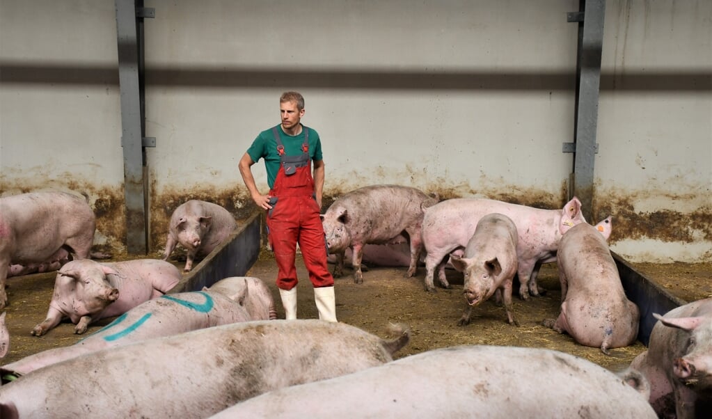 Jeppe Bloch Nielsen, formand for Danske Svineproducenter, frygter, at rigtig mange svineproducenter må dreje nøglen om, hvis afrikansk svinepest kommer til Danmark.   ( Jonas Kristensen, JydskeVestkysten)