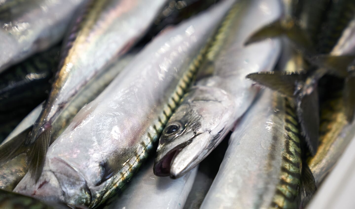 Den eftertragtede kvote på 12.000 ton makrel svarer til en værdi på 125 millioner kroner årligt. Makrellerne fiskes primært i Nordsøen. (Arkivfoto).