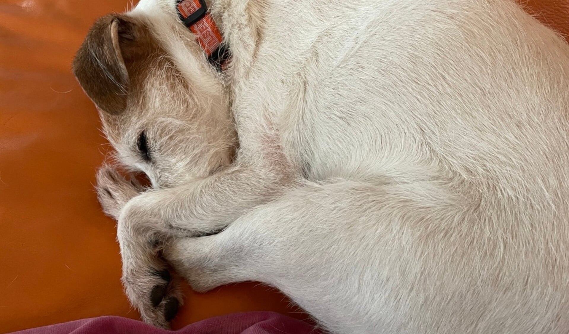 Rosine er en gammel hund på 14 år, og den orange sofa med de bløde puder trækker for alvor i hende. Kender du også det?