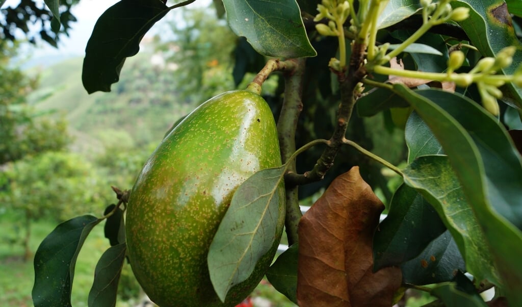Avocadoplanten er pæn i sig selv, og det er godt, for som stueplante vil avocadoen næppe komme til at bære frugt. Men processen fra kerne til plante er sjov at iagttage.  ( Pixabay)