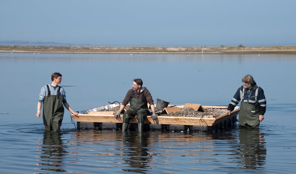 Um den Fortbestand der bedrohten Fluss-Seeschwalbe zu unterstützen, haben die Experten (v.l.) Oliver Granke, Thomas Bender und Stefan Brocke ein Brutfloß mitten im Noor der Geltinger Birk verankert. (Tim Riediger)