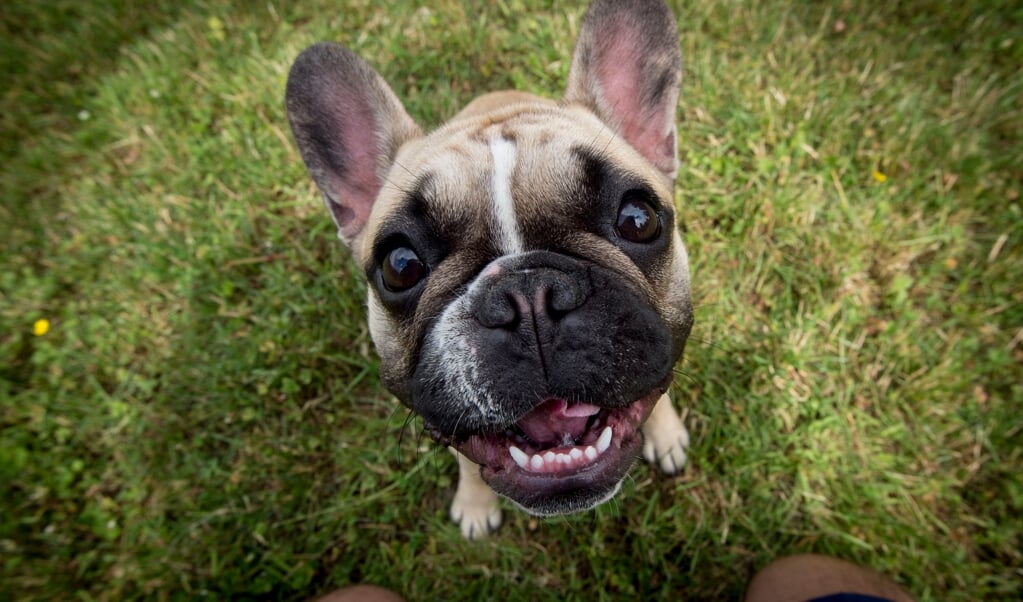 Det er fransk bulldog-hvalpe, som mændene angiveligt har importeret fra Polen. Mændene er tiltalt for i alt 24 forhold og har ifølge politiet indført over 100 hvalpe. (Arkivfoto: Johan Gadegaard, JydskeVestkysten)