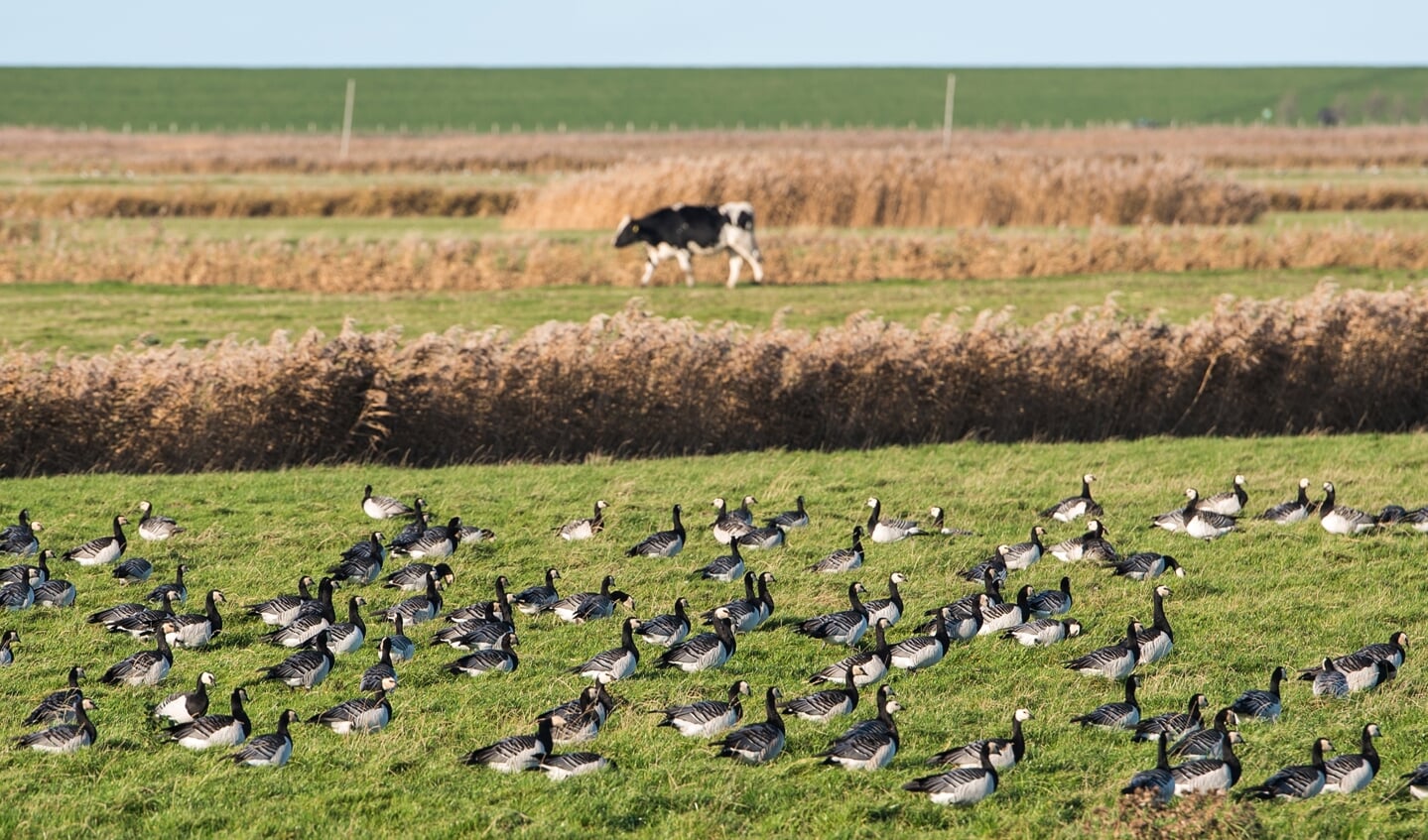 Siden oktober er der fundet over 100 tilfælde af fugleinfluenza blandt vilde fugle i Slesvig-Holsten.