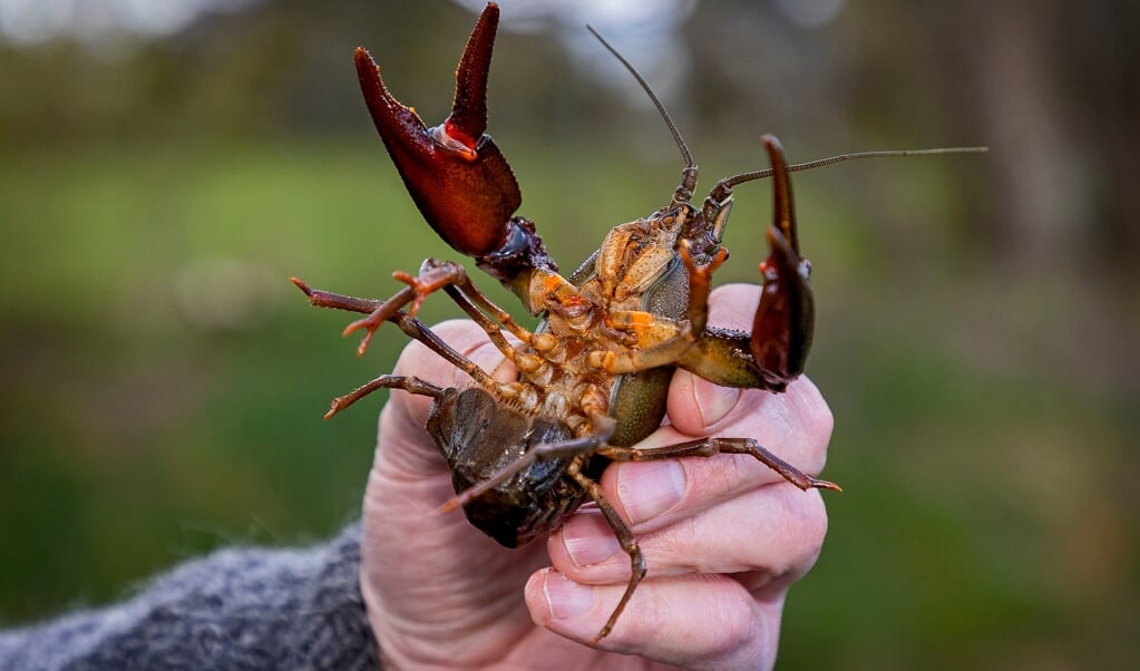 Den europæiske flodkrebs er blevet sjælden, men Helmut Jeske i Frørup har gennem et målrettet arbejde været med til at redde arten. Fra august til oktober sætter hundredvis af kunder hans smagfulde krabbekød til livs. ( Lars Salomonsen)