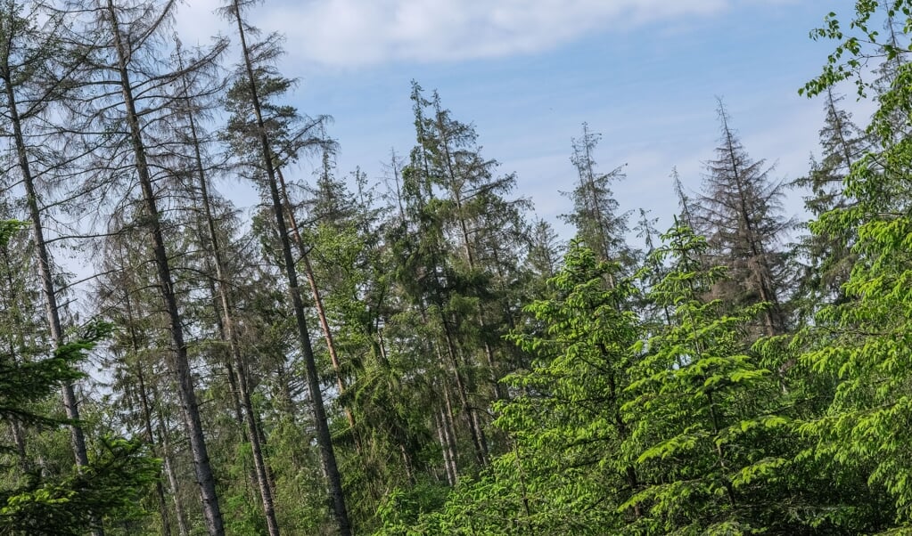 Skovenes areal de sidste fem år er vokset i Slesvig-Holsten. Ikke med de store spring men dog fremad i roligt tempo til med udgangen af sidste år at udgøre 1628,4 kvadratkilometer, viser de seneste tal fra Statistikamt Nord. (Sebastian Iwersen)