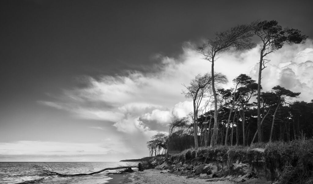 Rehberge vor Darß. Der Darß ist der mittlere Teil der Halbinsel Fischland-Darß-Zingst an der südlichen Ostseeküste in Mecklenburg-Vorpommern. (Peter Haefcke)