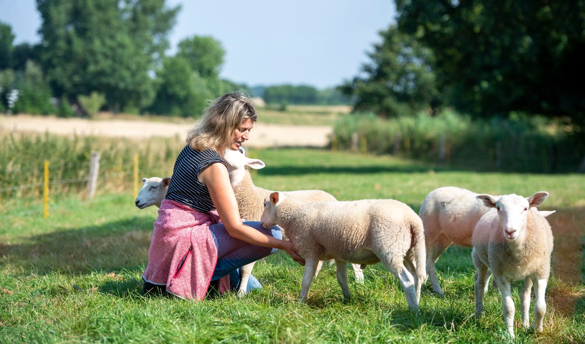 Ægteparret Hartwig og Michaela Callsen avler lam med henblik på kødproduktion. Netop derfor har de valgt den engelske fårerace Easycare, som er særligt velegnet hertil. Foto:  