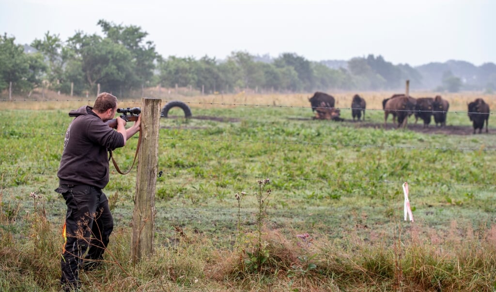 En amerikansk bison kan ikke slagtes som normale slagtedyr. Dem er man nødt til at skyde på afstand. Men det kræver tålmodighed at få det helt rigtige skud ind. Her ses opdrætter Tim Nissen i færd med at lægge an til skud.   (Tim Riediger)