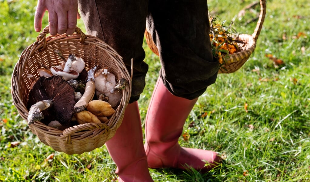 Am 11. September beginnt an der dänischen Nordsee die Pilzwoche mit vielen Veranstaltungen und kulinarischen Angeboten. (Richard Clark/VisitDenmark)