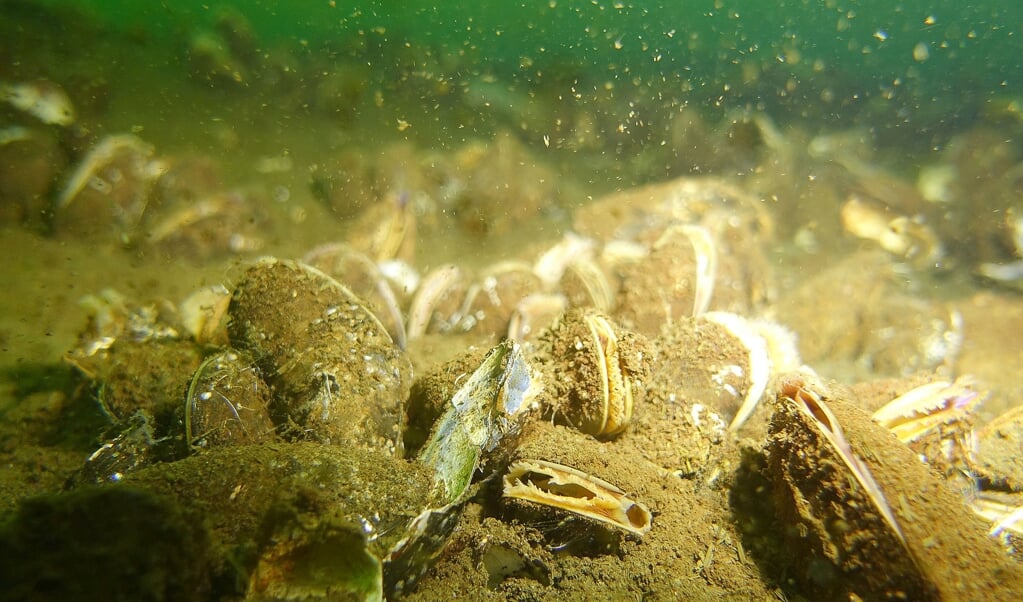 Auch die Muschelbänke geben immer wieder Anlass dazu, um über die schlechte Wasserqualität der Flensburger Förde zu diskutieren. Archivfoto: (Lars Salomonsen)