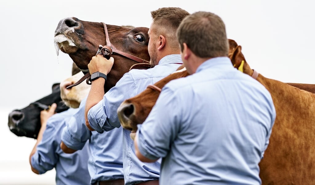 Züchter zeigen bei der Eröffnung der Landwirtschafts- und Verbrauchermesse Norla, ihre Milchkühe. ( Axel Heimken, dpa)