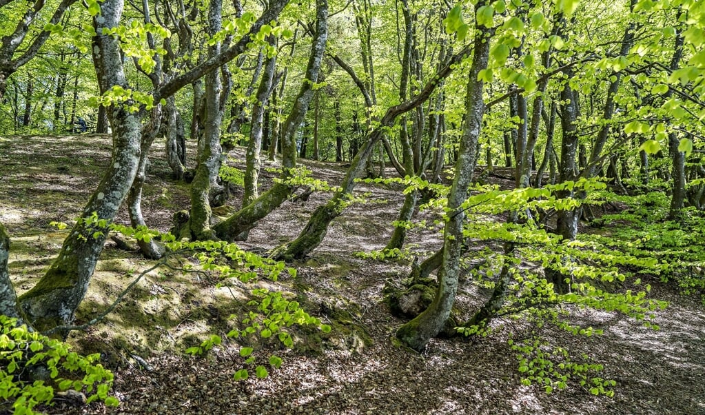 Miljøministeriet offentliggjorde onsdag en liste med 23 forslag til mulige naturnationalparker spredt over landet. De 23 steder er udvalgt ud af 200 indsendte forslag fra forskellige sider. Målet er, at ti steder skal blive til naturnationalparker. Arkivfoto: (Henning Bagger, Ritzau Scanpix)